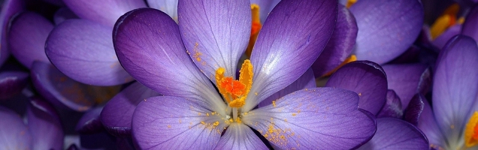 Liquidea